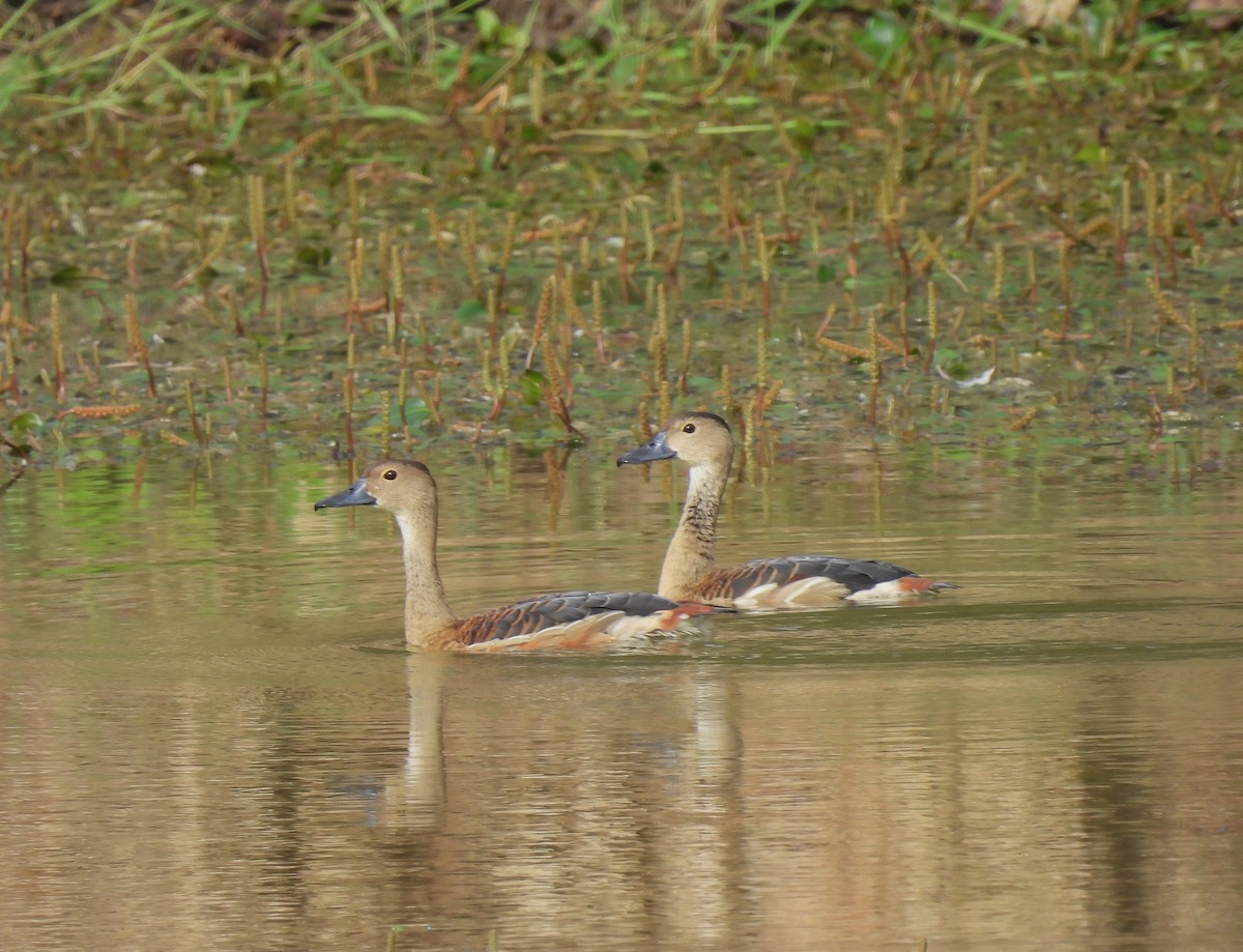 Lesser Whistling-Duck - ML594924711