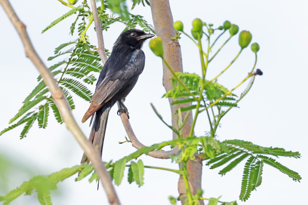 Black Drongo - ML594925831