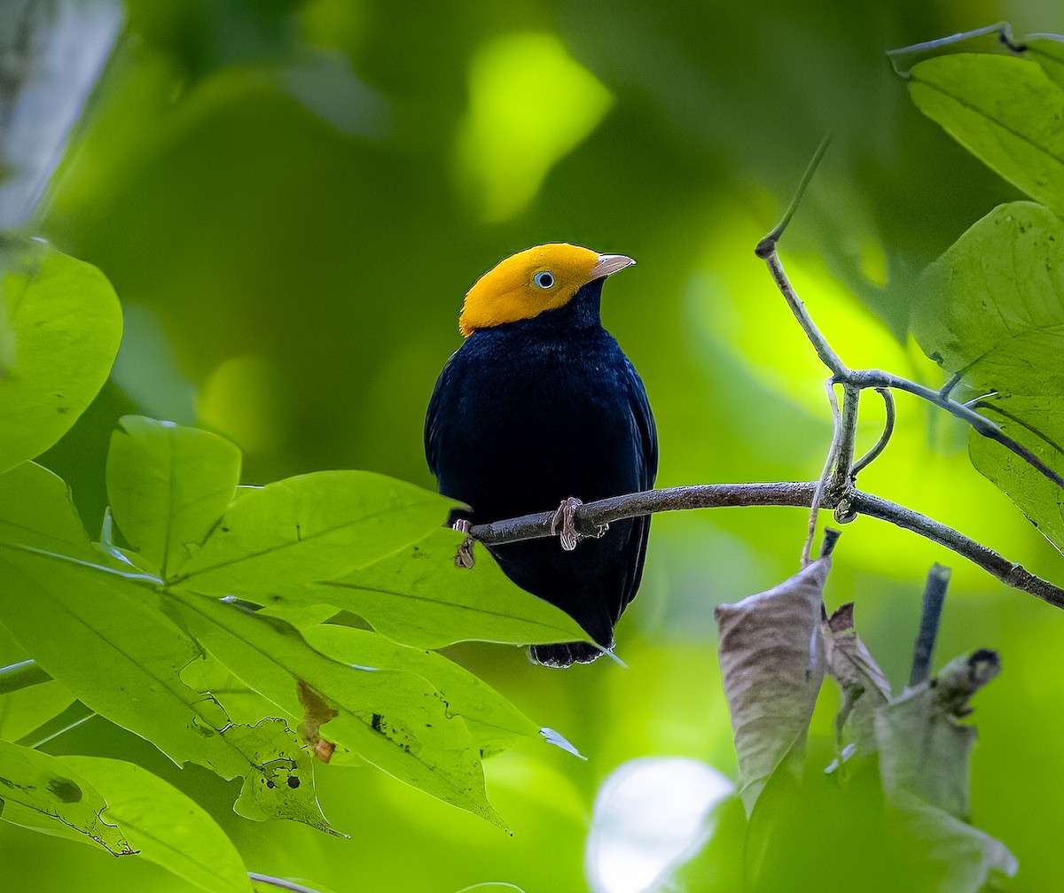 Golden-headed Manakin - ML594925971