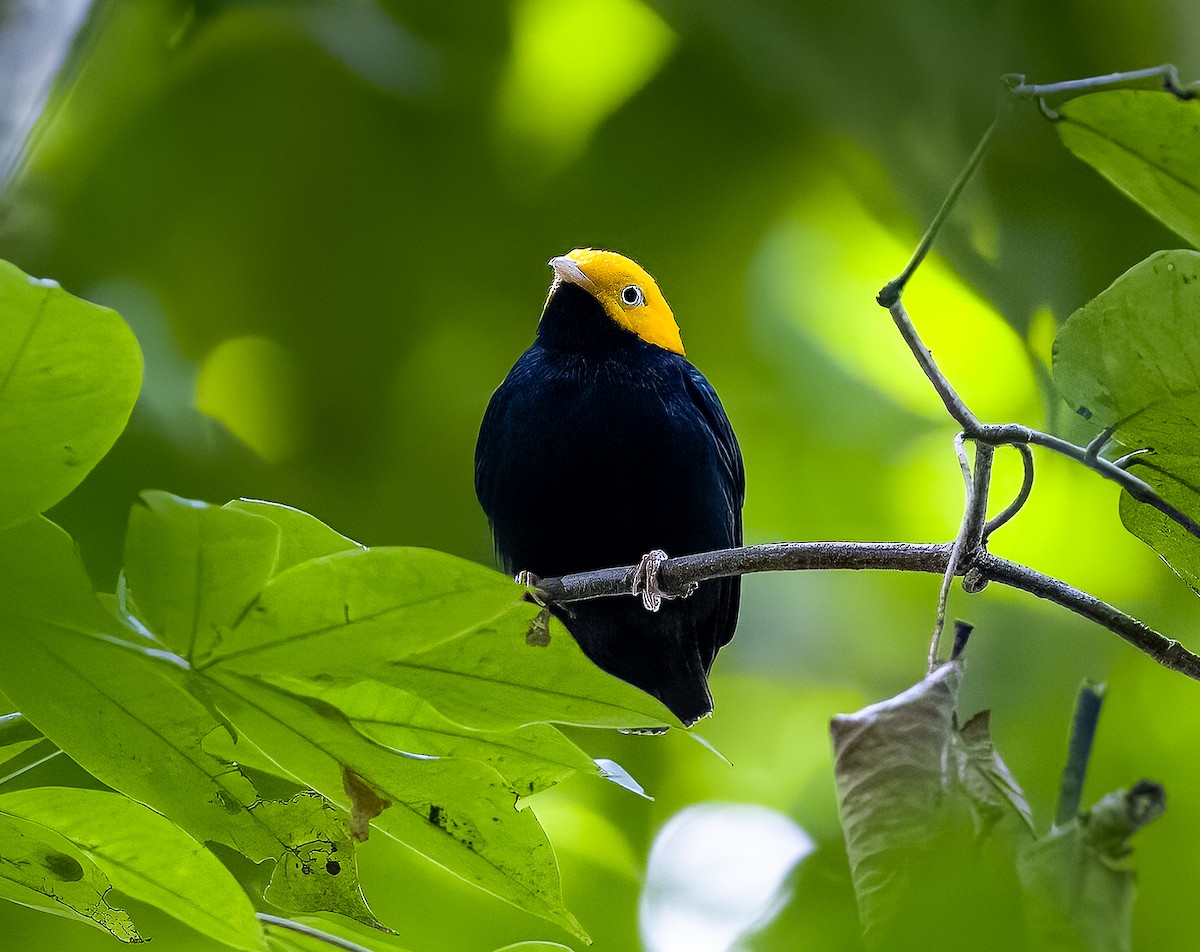 Golden-headed Manakin - ML594926001