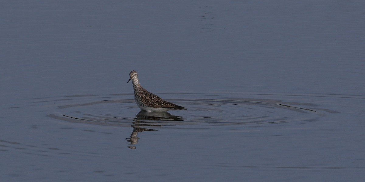 Lesser Yellowlegs - ML594926121