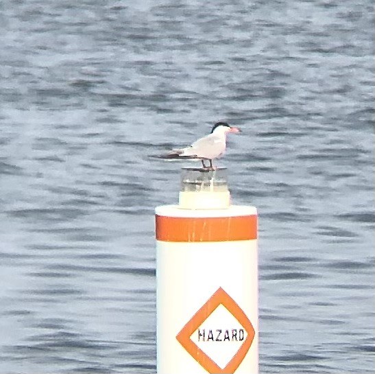 Common Tern - ML594927121