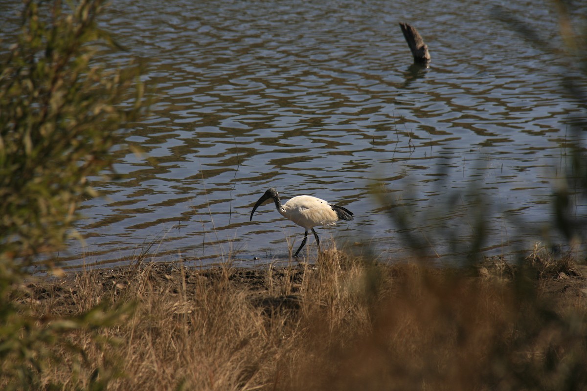 African Sacred Ibis - ML594927361
