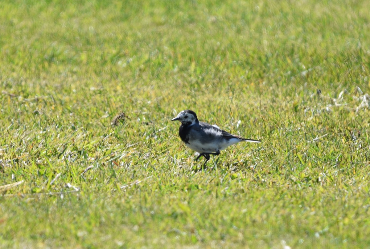 White Wagtail - ML594927411