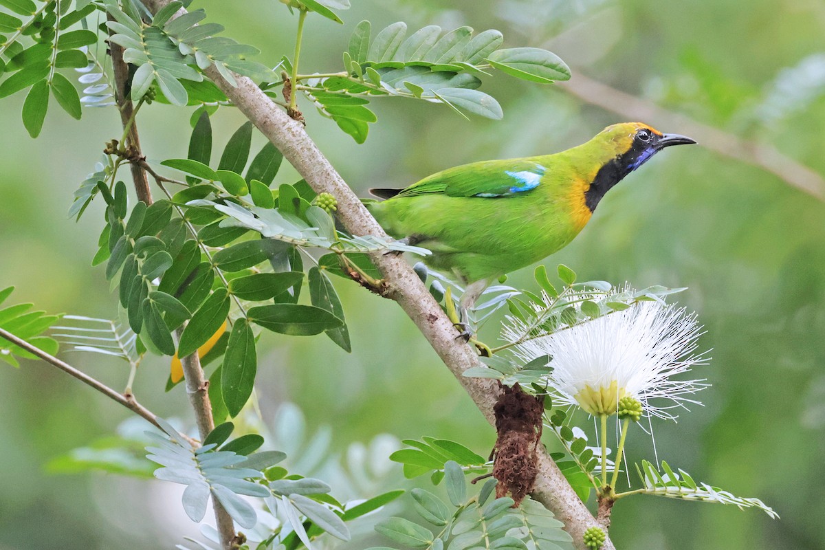 Golden-fronted Leafbird - ML594927651