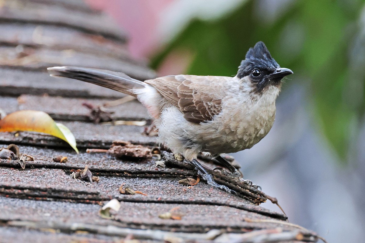 Bulbul Ventridorado - ML594927771