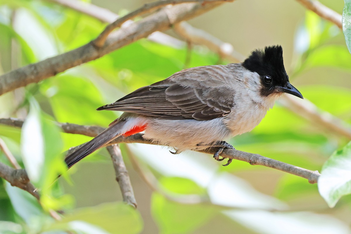 Sooty-headed Bulbul - ML594927841