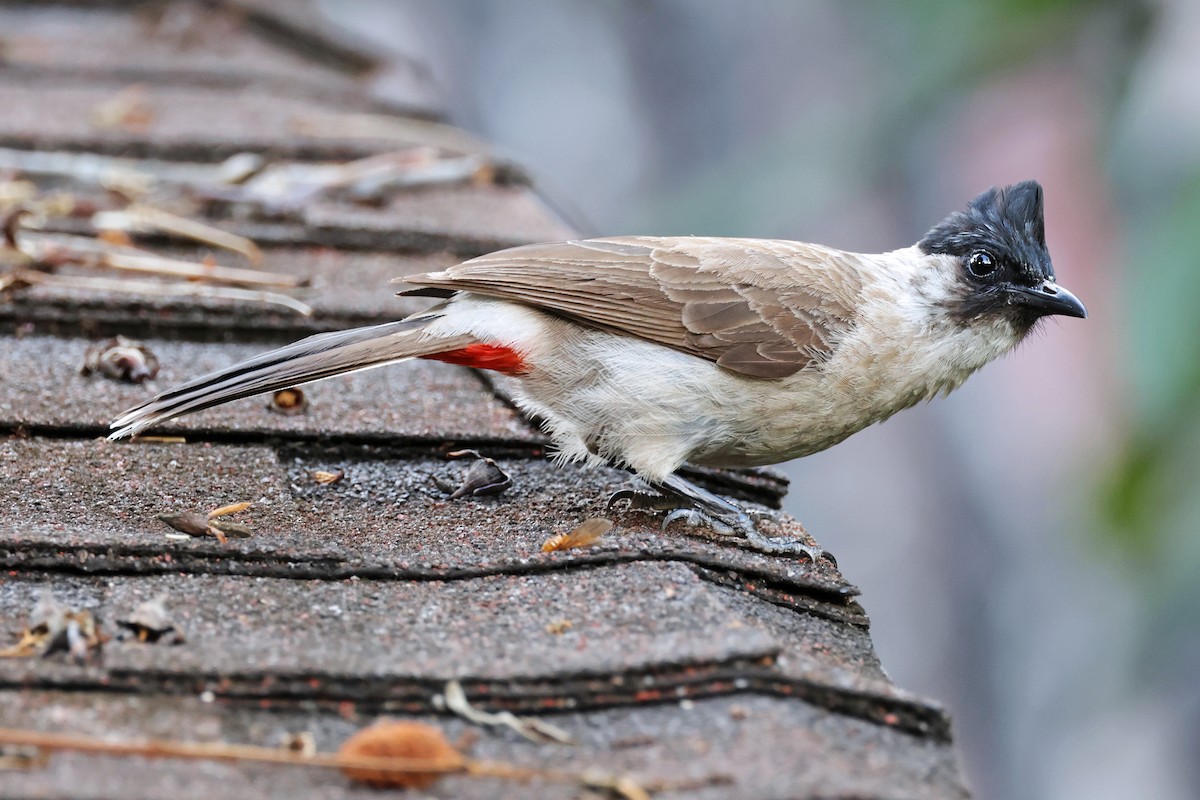 Sooty-headed Bulbul - ML594927931