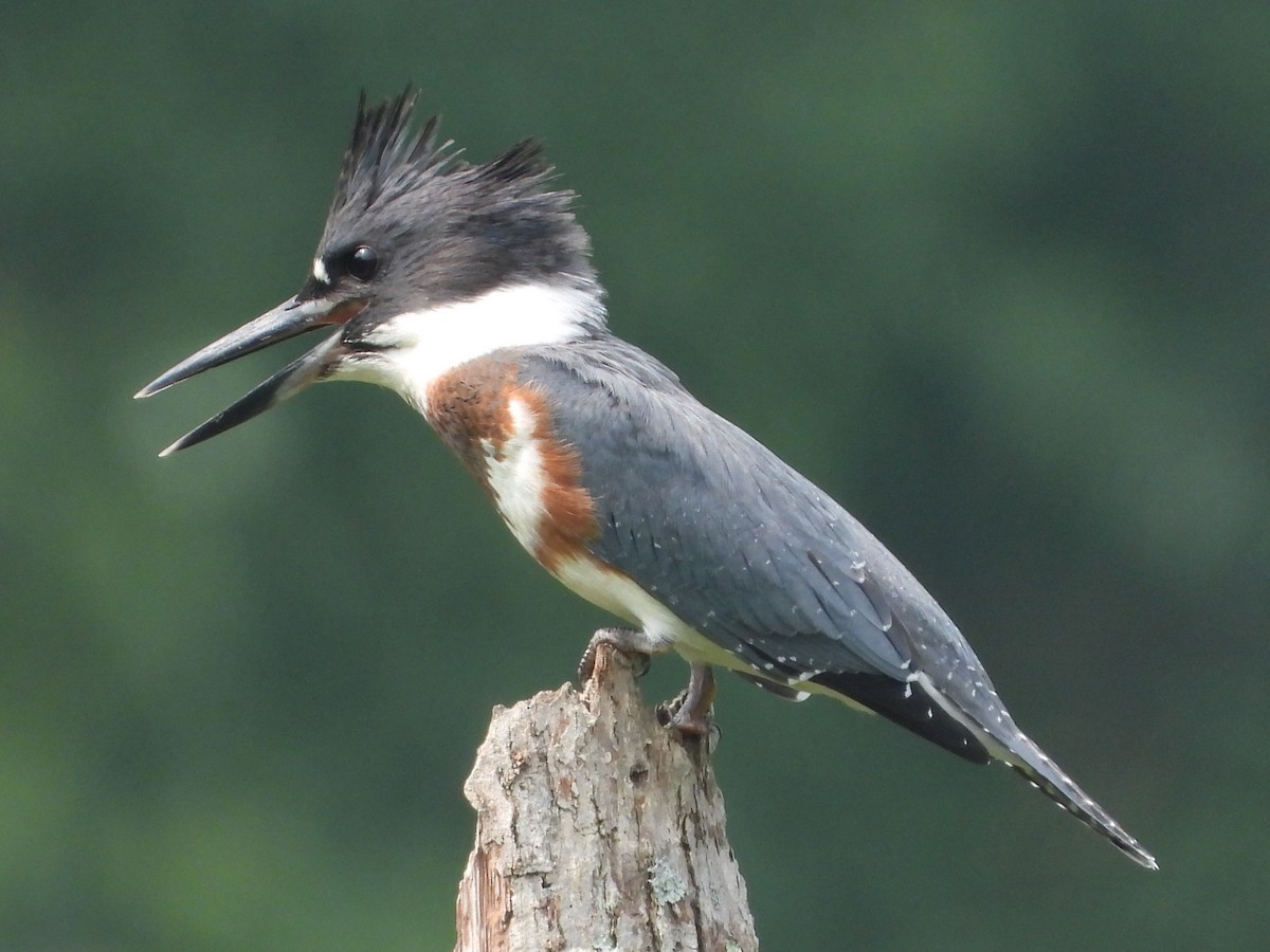 Belted Kingfisher - Mike Cianciosi