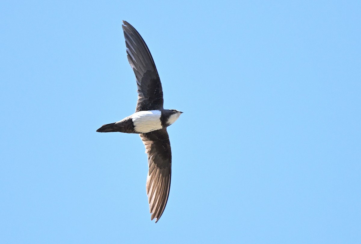 Alpine Swift - ML594929301