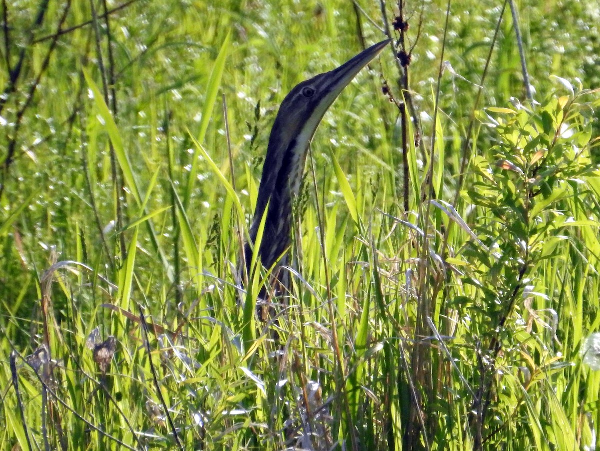 American Bittern - ML59492981