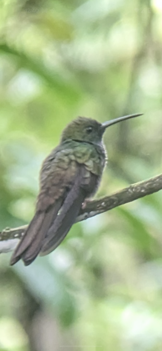 kolibřík křivozobý - ML594929941