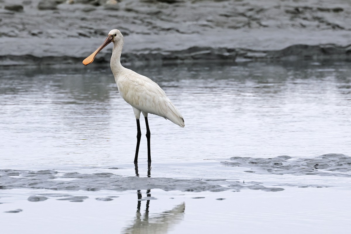 Eurasian Spoonbill - Nathan Wall