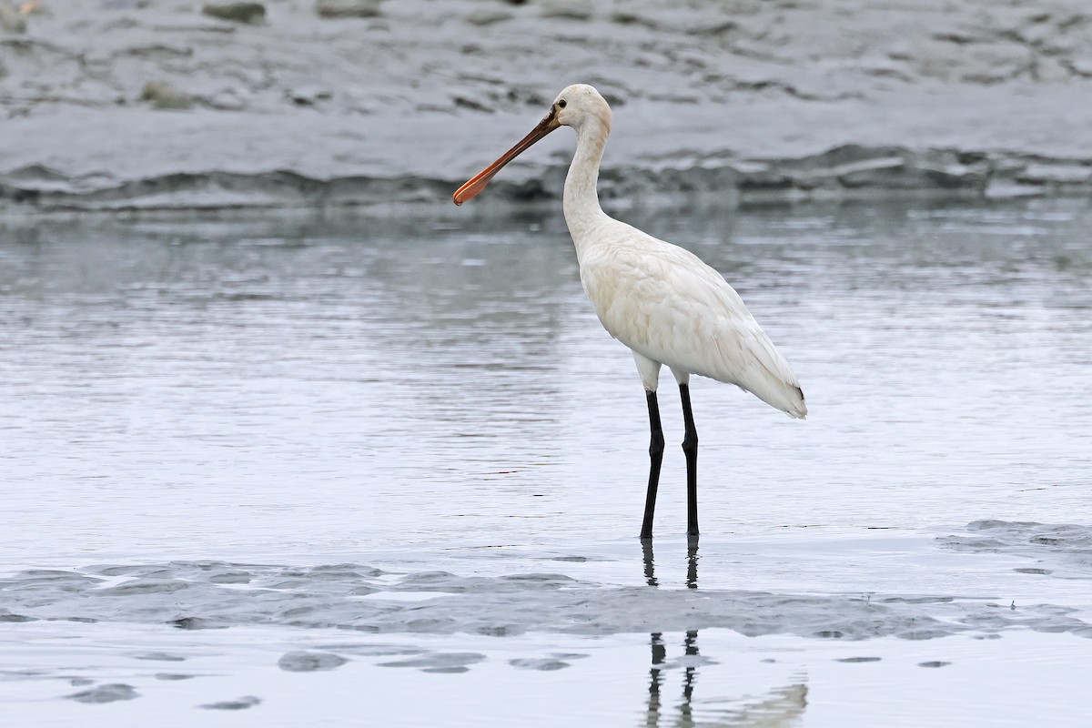 Eurasian Spoonbill - ML594932051