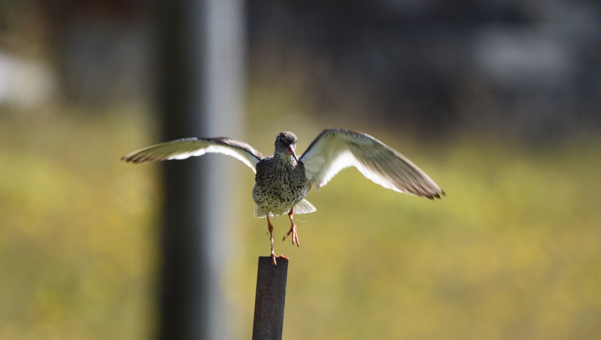 Common Redshank - ML594932151