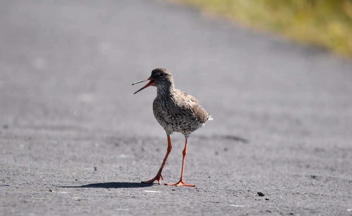 Common Redshank - ML594932181