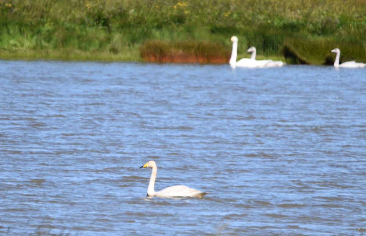 Whooper Swan - ML594932221