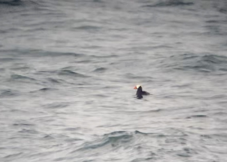 Tufted Puffin - ML594932521