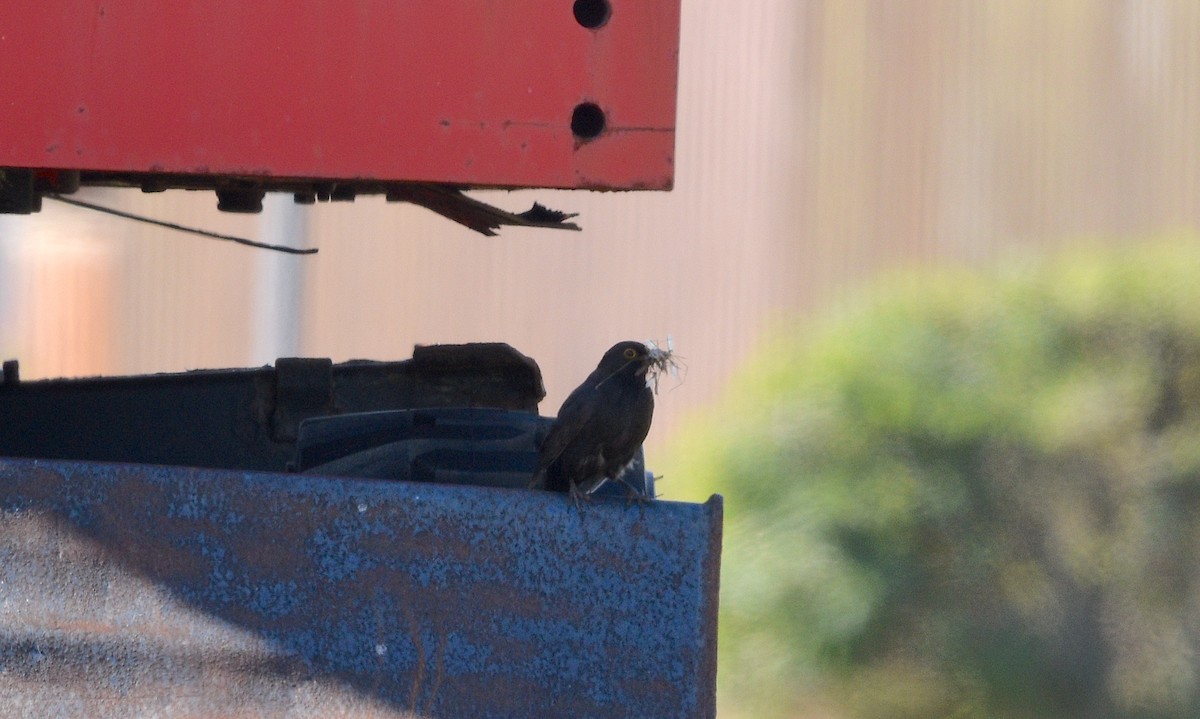 Eurasian Blackbird - ML594932691