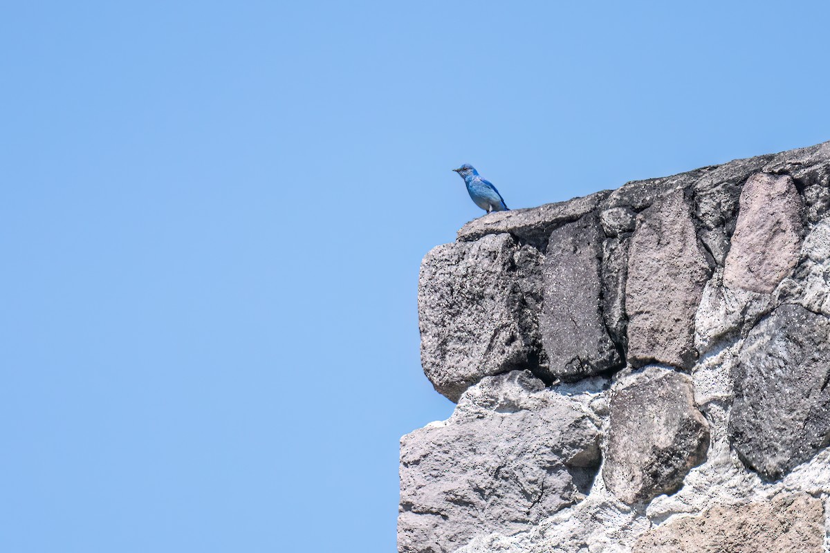 Mountain Bluebird - ML594934921