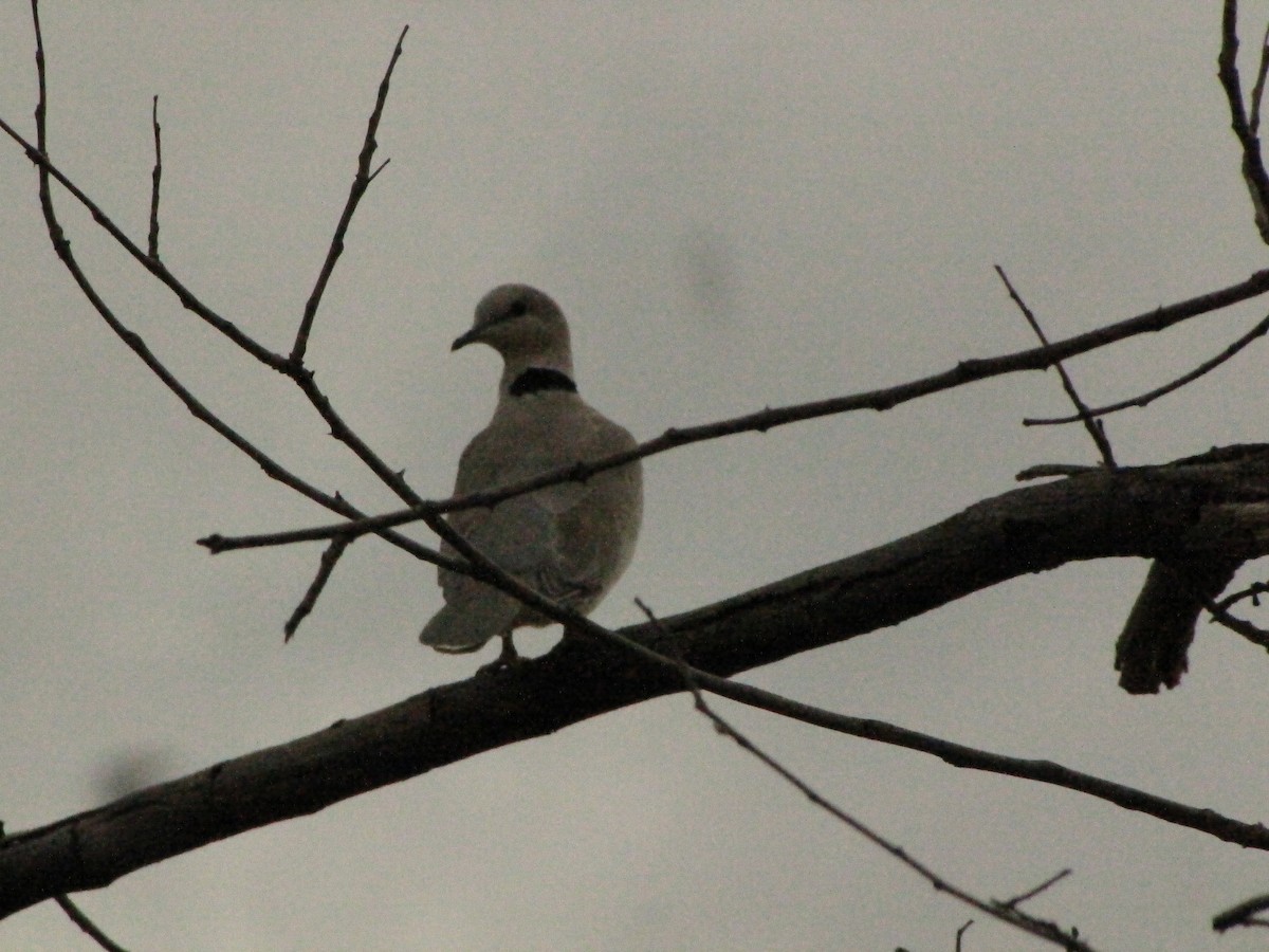 Ring-necked Dove - ML594936021