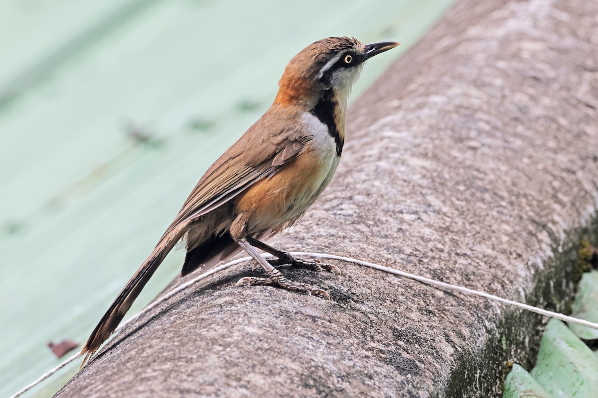 Lesser Necklaced Laughingthrush - ML594936051