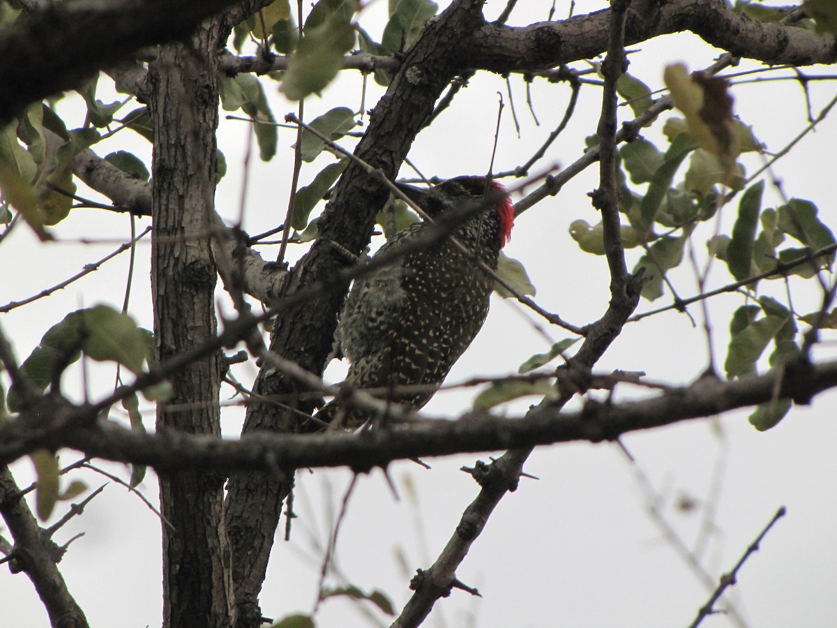 Golden-tailed Woodpecker - ML594936081