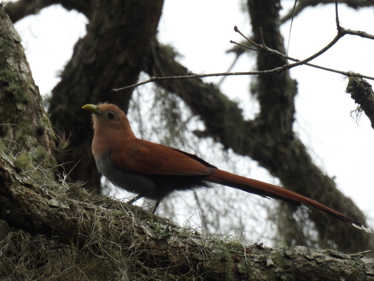 Squirrel Cuckoo - Larry josue Rayo oporta