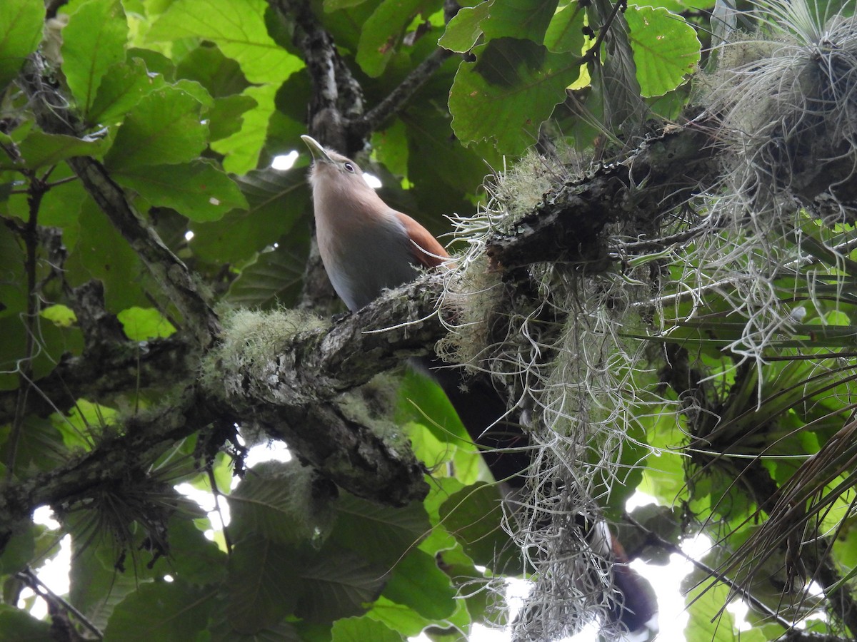 Squirrel Cuckoo - ML594936541