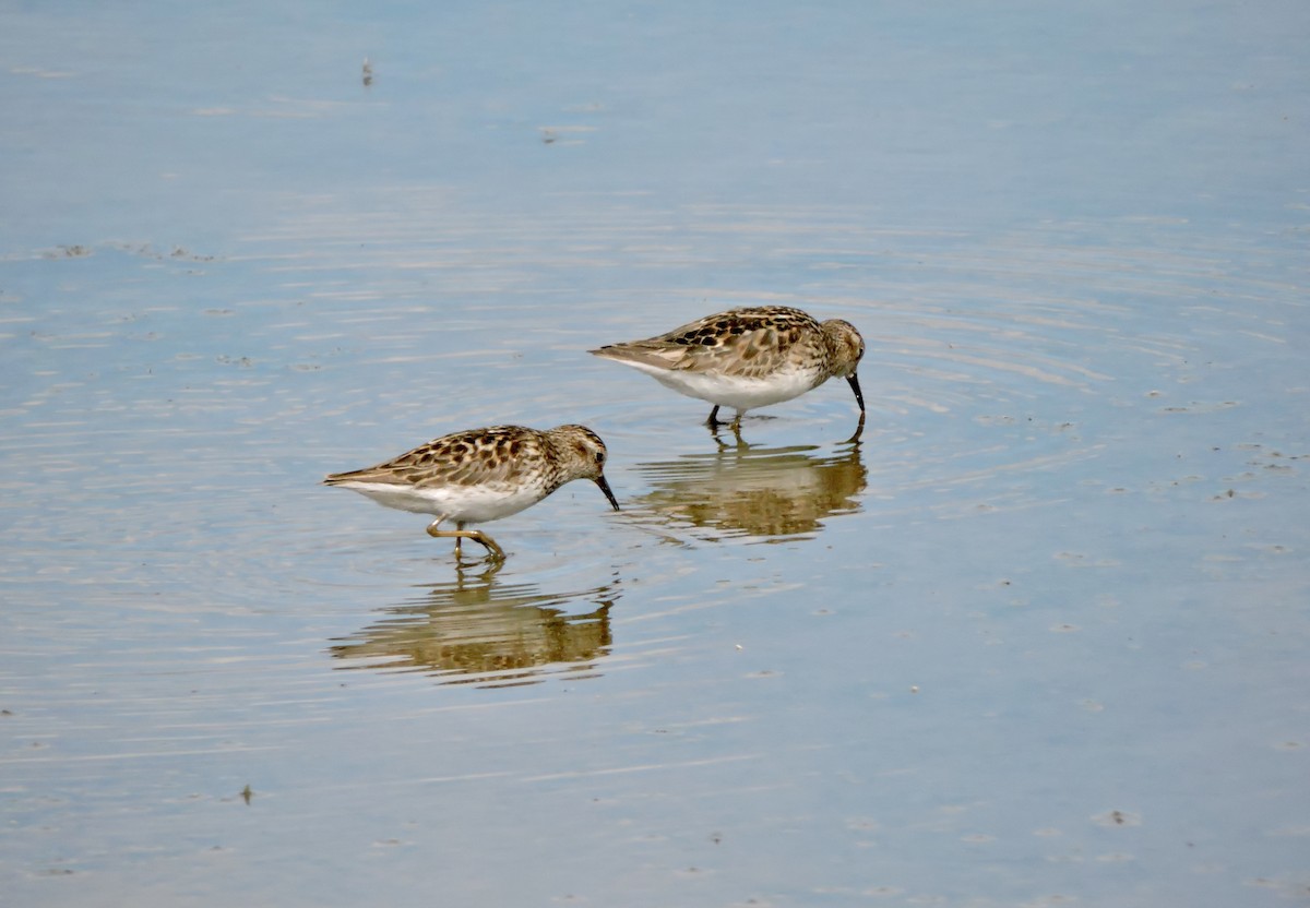 Least Sandpiper - Daniel Casey