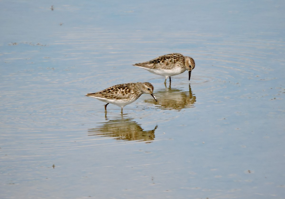 Least Sandpiper - Daniel Casey