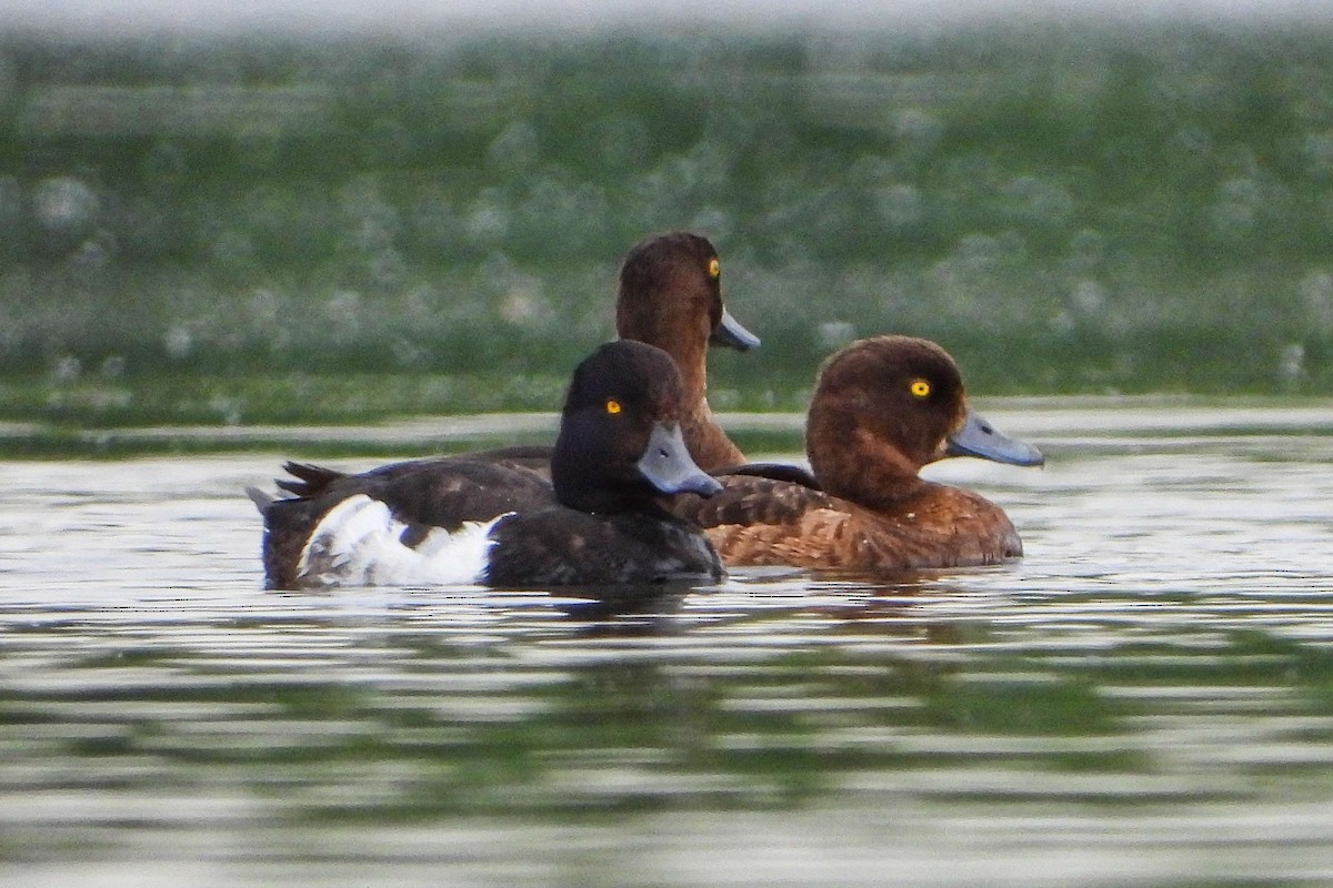 Tufted Duck - ML594937671