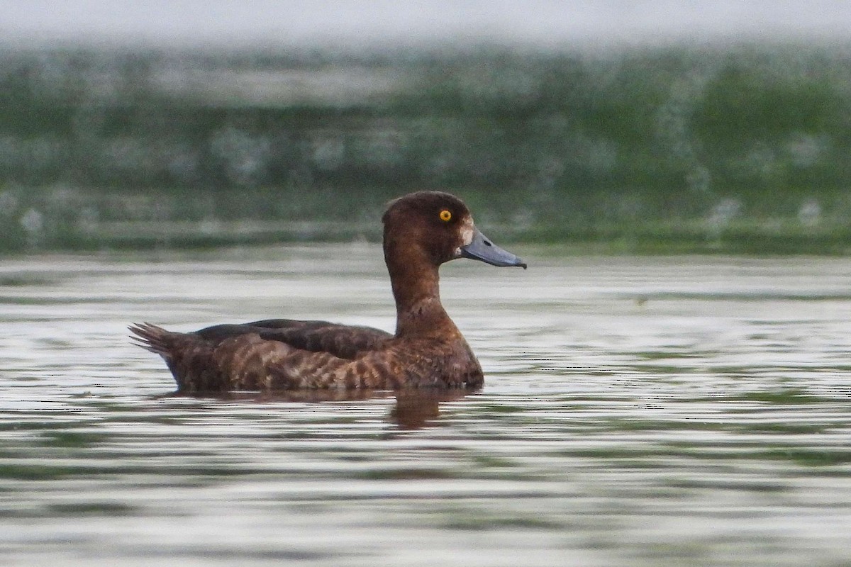 Tufted Duck - ML594937681