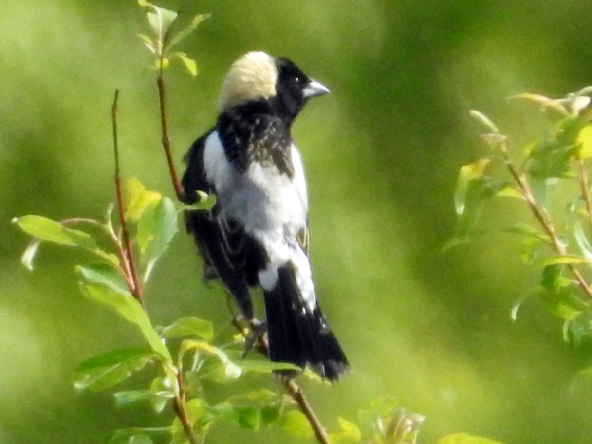 Bobolink - ML59493791