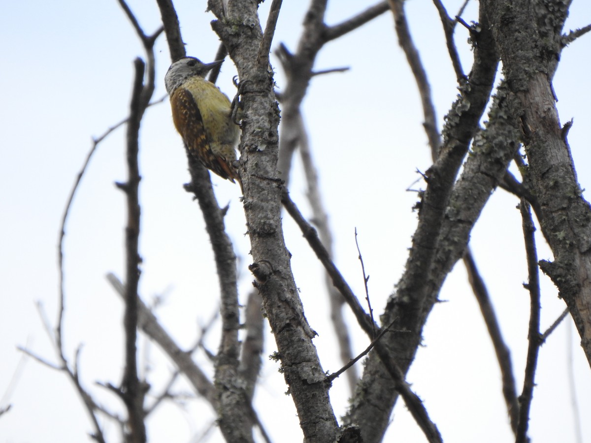 Speckle-breasted Woodpecker - ML594943171