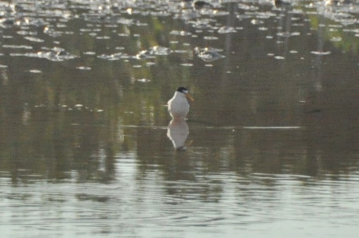 Least Tern - ML594943191