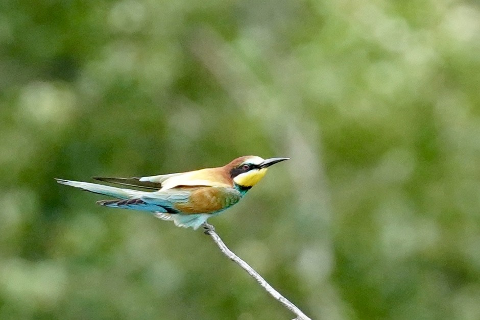 European Bee-eater - ML594943201