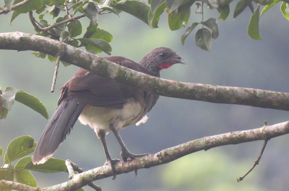 White-bellied Chachalaca - Carlos Mancera (Tuxtla Birding Club)