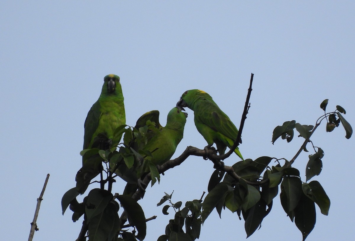 Yellow-naped Parrot - Carlos Mancera (Tuxtla Birding Club)