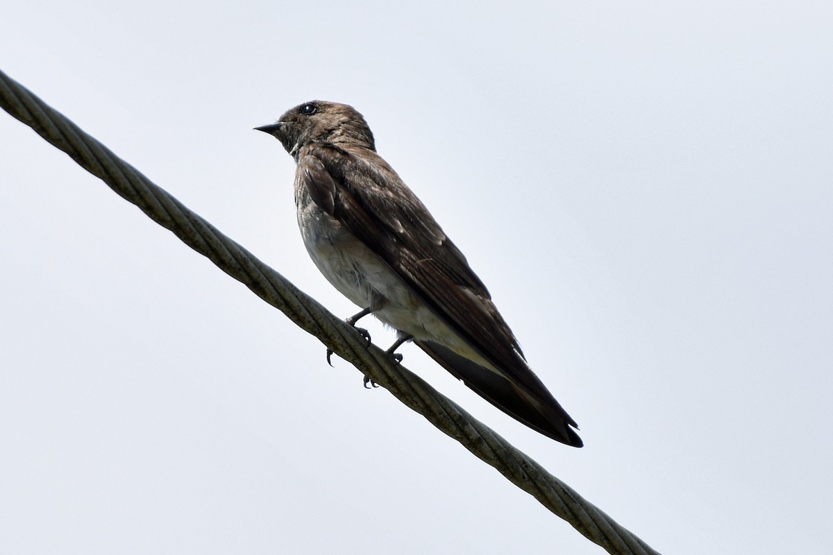 Northern Rough-winged Swallow - ML594948231