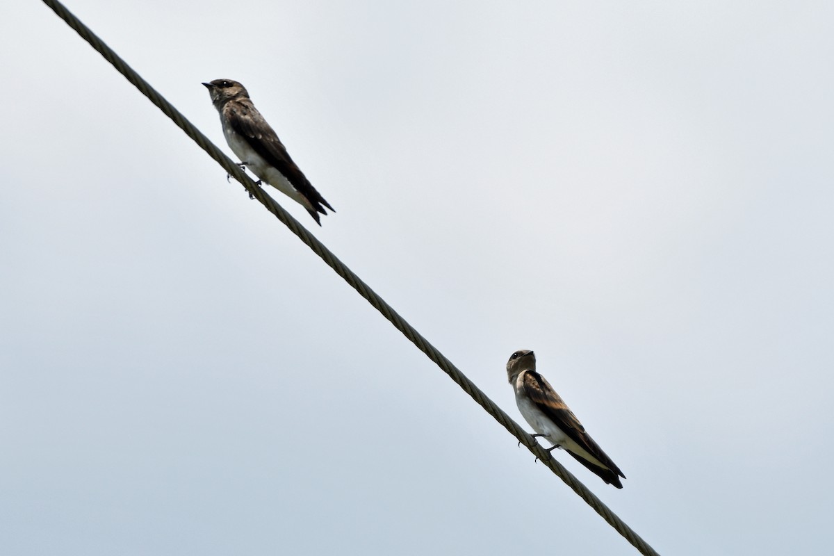 Northern Rough-winged Swallow - ML594948241