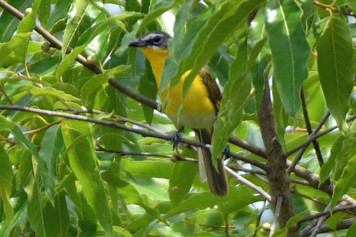 Yellow-breasted Chat - ML594948541