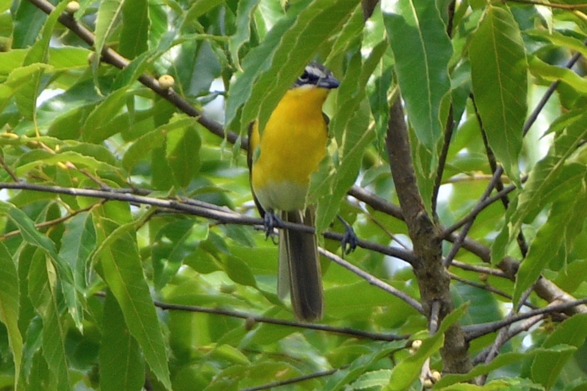 Yellow-breasted Chat - ML594948551