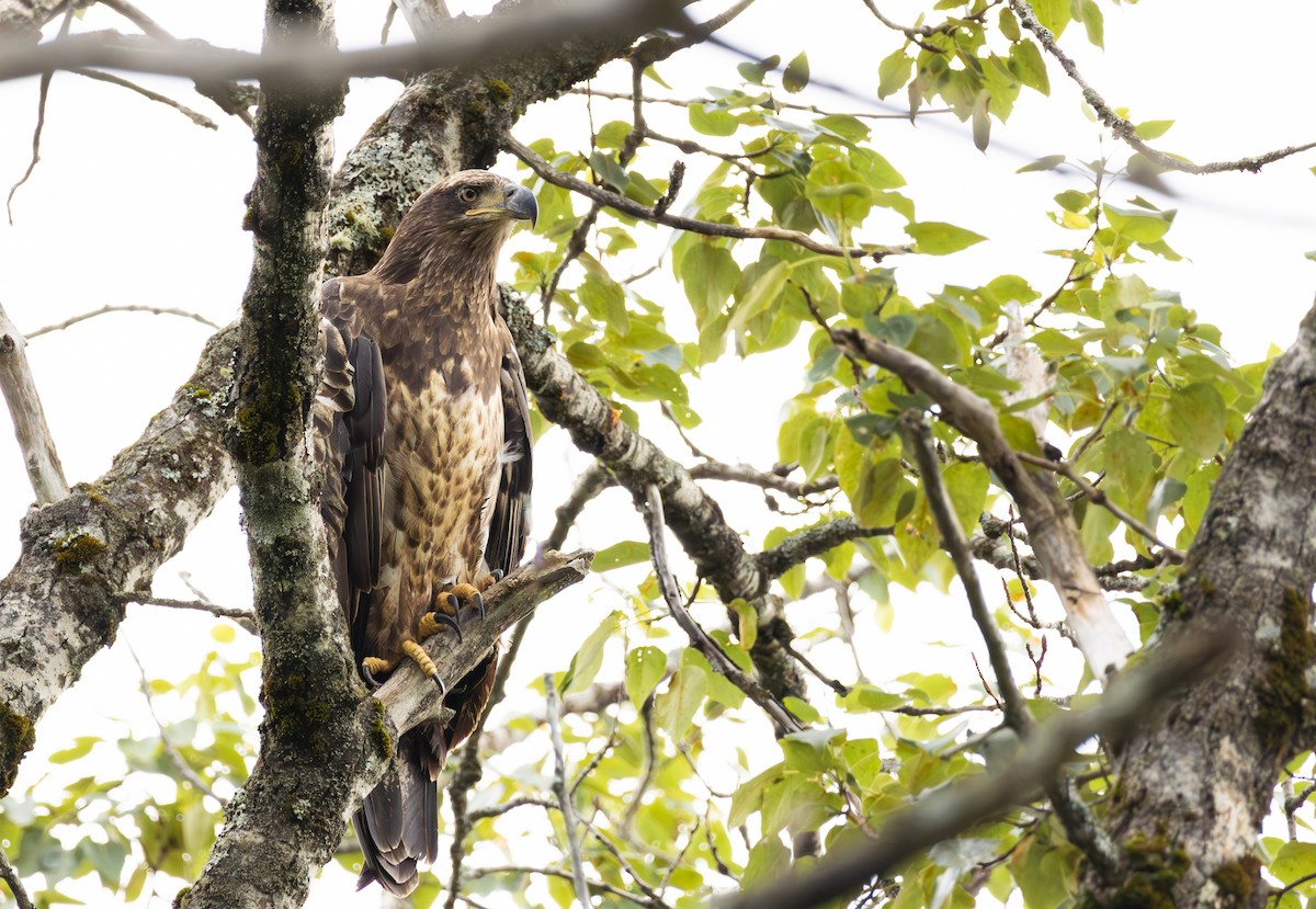 Bald Eagle - ML594949011