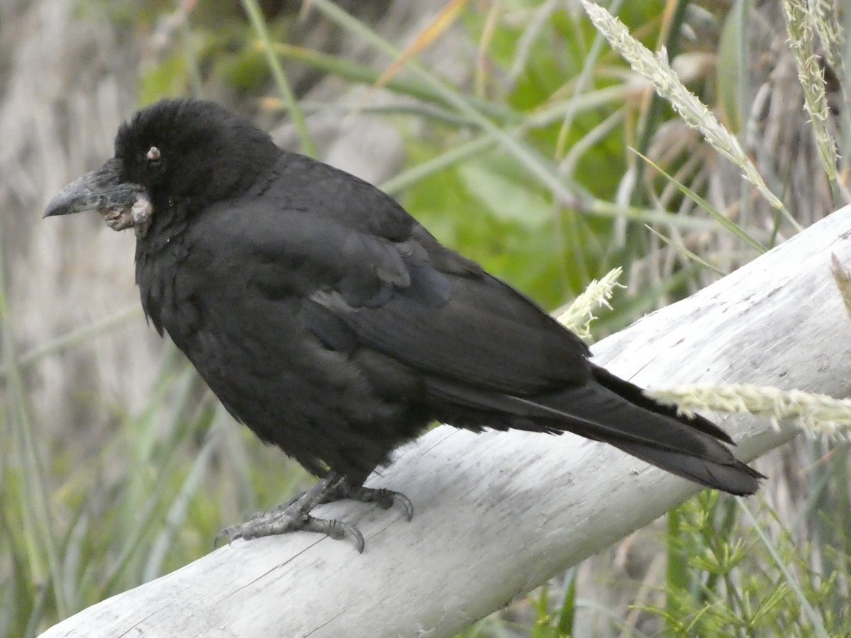 American Crow - ML594949151