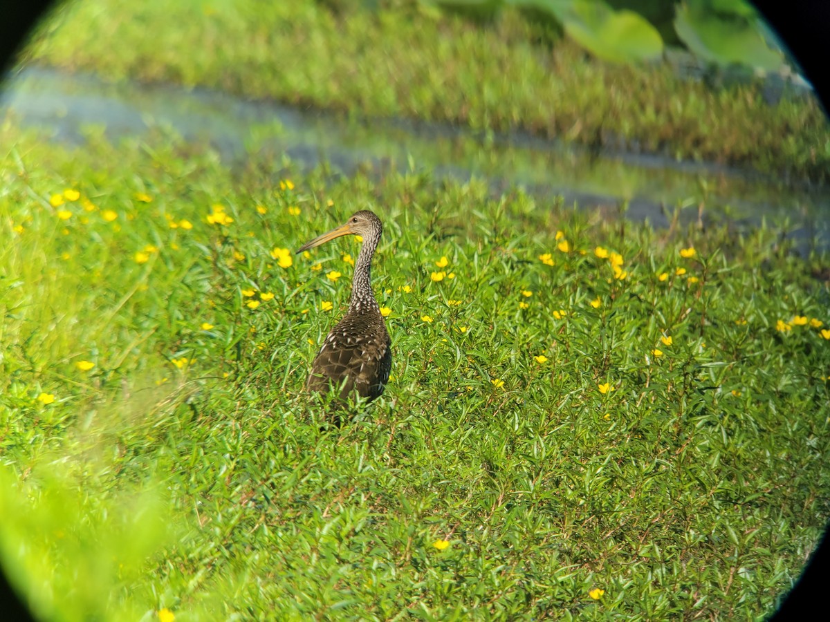 Limpkin - Andrew Burnett