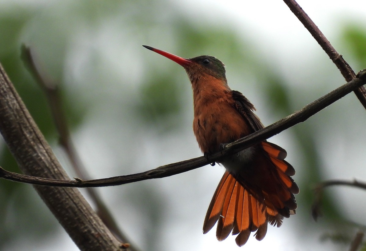 Cinnamon Hummingbird - ML594950221