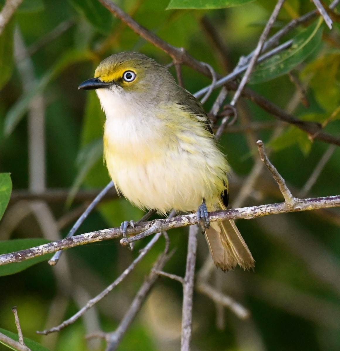 White-eyed Vireo - Suzanne Zuckerman