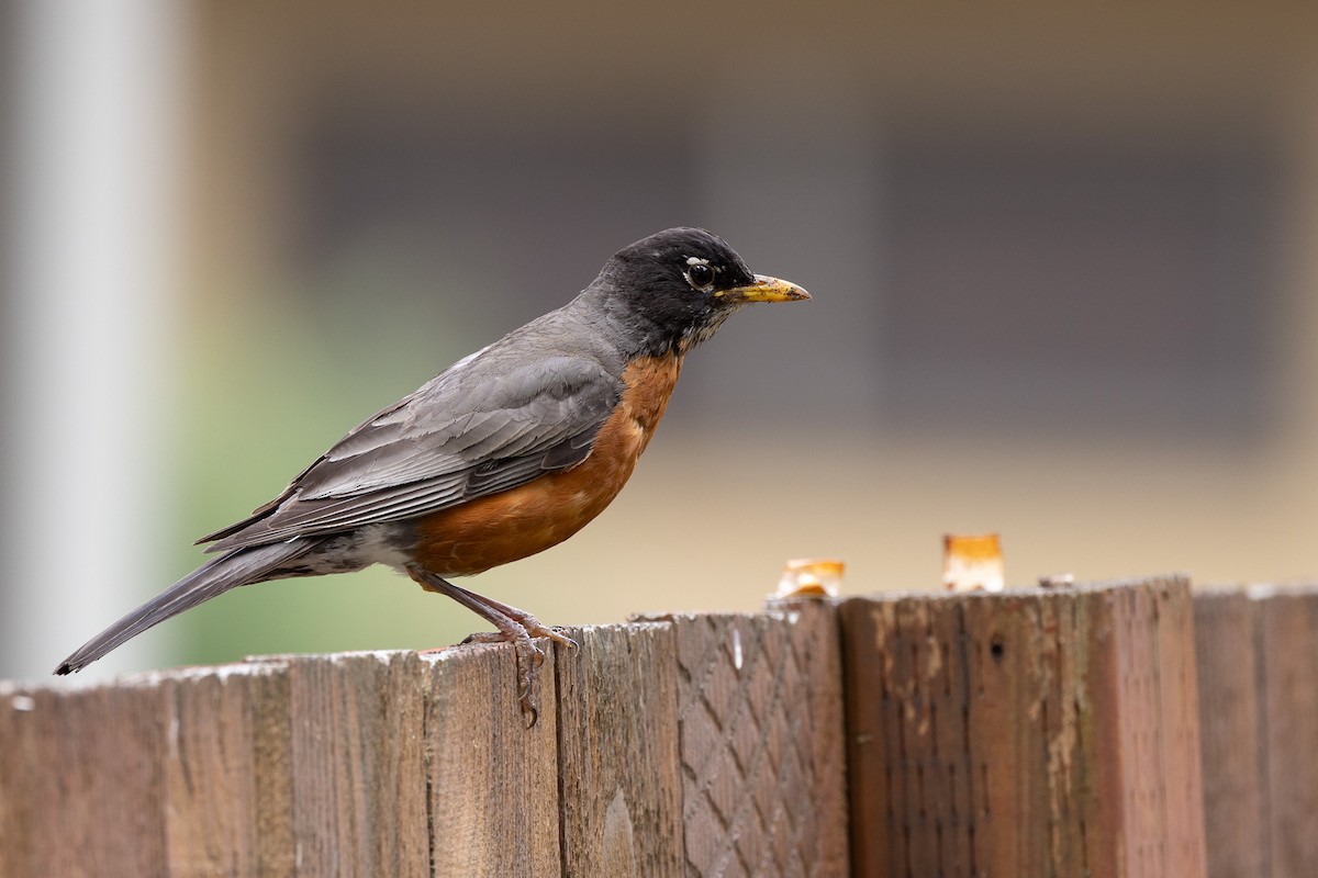 American Robin - ML594950581