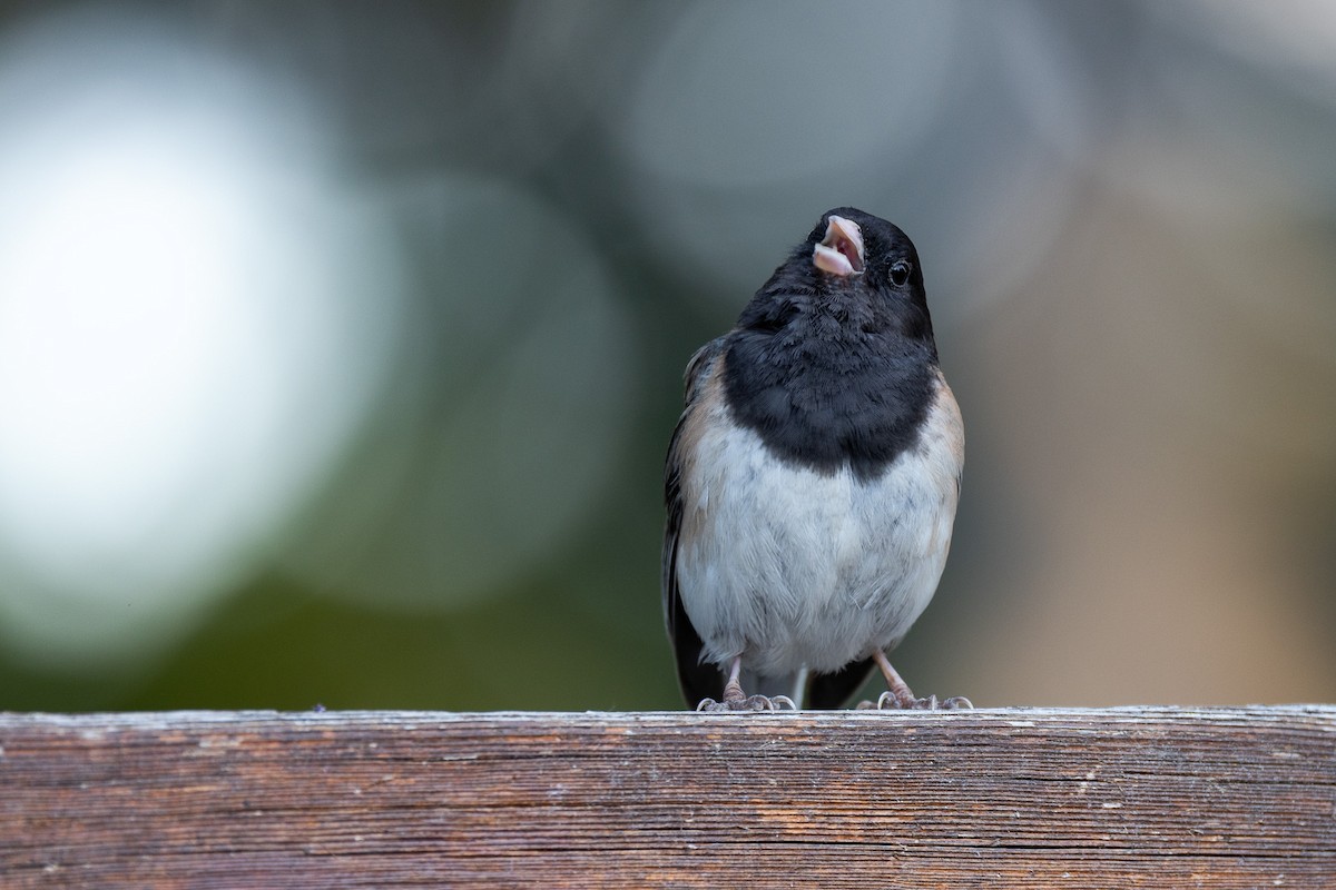 Dark-eyed Junco - ML594951071